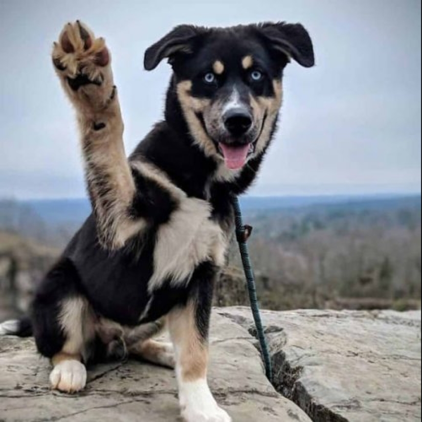 Cómo lucir como un cruce entre un husky y otras razas de perros Cómo lucir como un cruce entre un husky y otras razas de perros