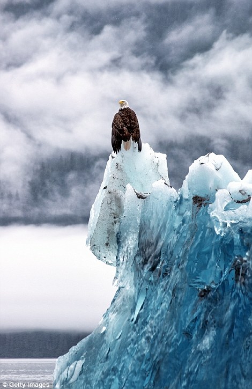 Cómo se ven los icebergs más antiguos del mundo