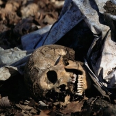 Corpse farms: for whom a terrible "harvest" is ripening in the fields and forests Corpse farms: for whom a terrible "harvest" is ripening in the fields and forests
