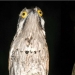 Cover face: Venezuelan bird sweat making eyes better than stars Cover face: Venezuelan bird sweat making eyes better than stars