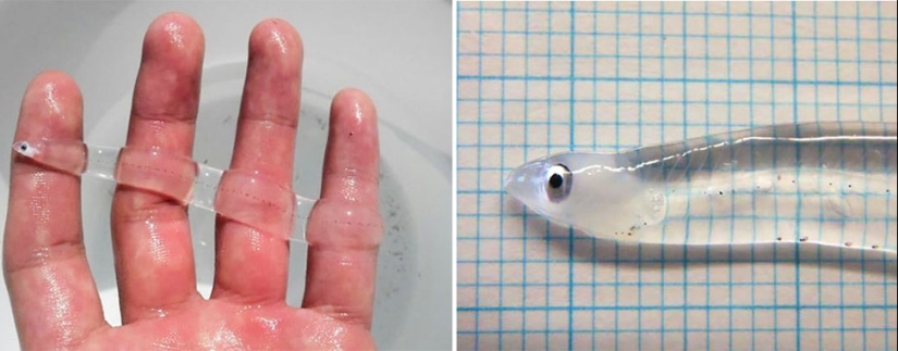 Criaturas fantásticas: Animales transparentes cuya existencia es difícil de creer Criaturas fantásticas: Animales transparentes cuya existencia es difícil de creer