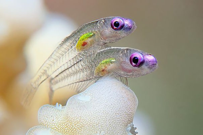 Criaturas fantásticas: Animales transparentes cuya existencia es difícil de creer Criaturas fantásticas: Animales transparentes cuya existencia es difícil de creer