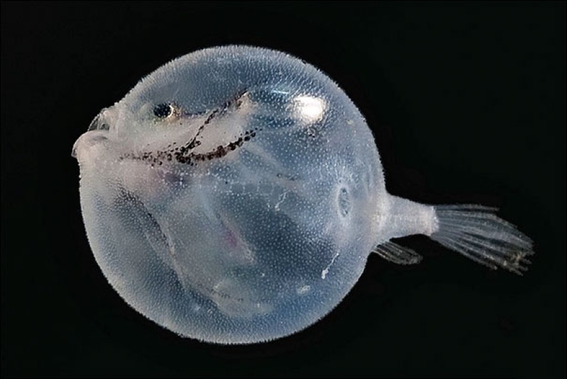 Criaturas fantásticas: Animales transparentes cuya existencia es difícil de creer Criaturas fantásticas: Animales transparentes cuya existencia es difícil de creer
