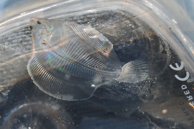 Criaturas fantásticas: Animales transparentes cuya existencia es difícil de creer Criaturas fantásticas: Animales transparentes cuya existencia es difícil de creer