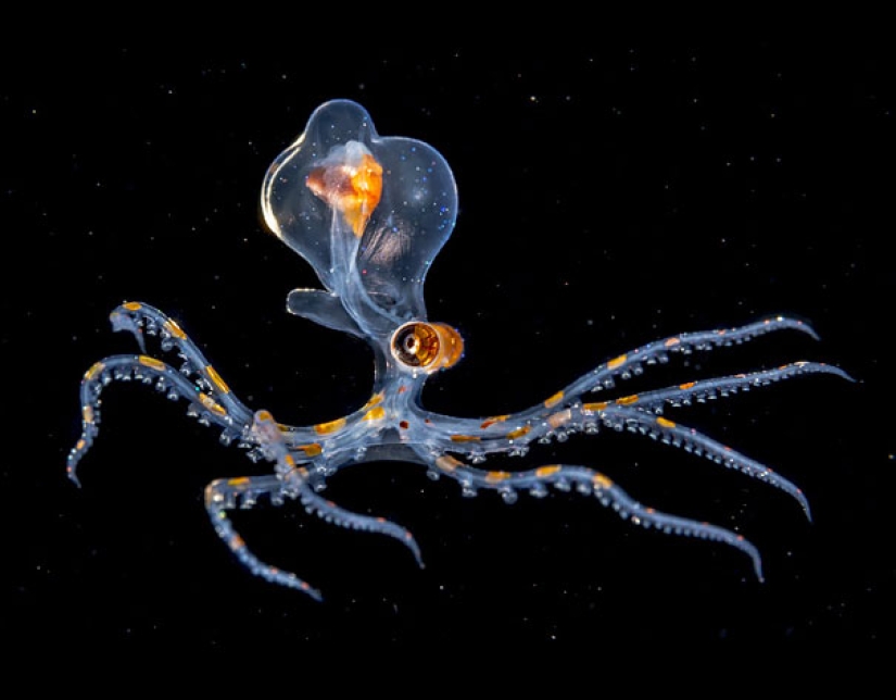 Criaturas fantásticas: Animales transparentes cuya existencia es difícil de creer Criaturas fantásticas: Animales transparentes cuya existencia es difícil de creer