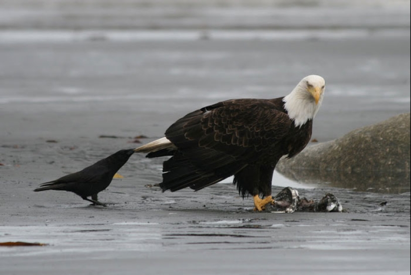 Crows troll other animals by pulling their tails Crows troll other animals by pulling their tails
