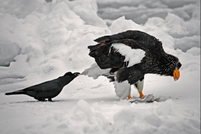 Crows troll other animals by pulling their tails Crows troll other animals by pulling their tails