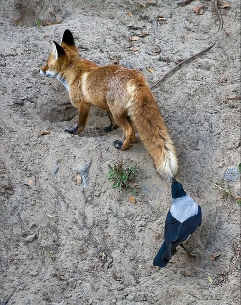 Crows troll other animals by pulling their tails Crows troll other animals by pulling their tails