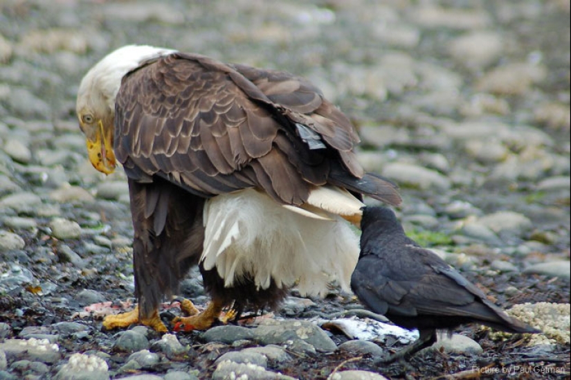 Crows troll other animals by pulling their tails Crows troll other animals by pulling their tails