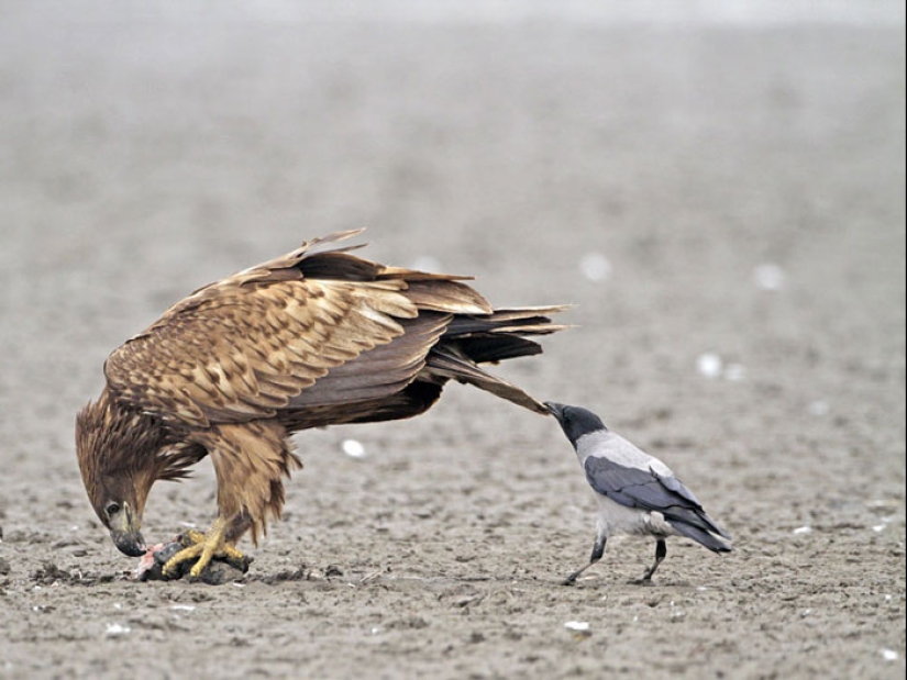 Crows troll other animals by pulling their tails Crows troll other animals by pulling their tails
