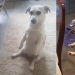 Cuando su mascota es un poco extraño: 15 de fotos y gifs que la exactitud de la risa Cuando su mascota es un poco extraño: 15 de fotos y gifs que la exactitud de la risa