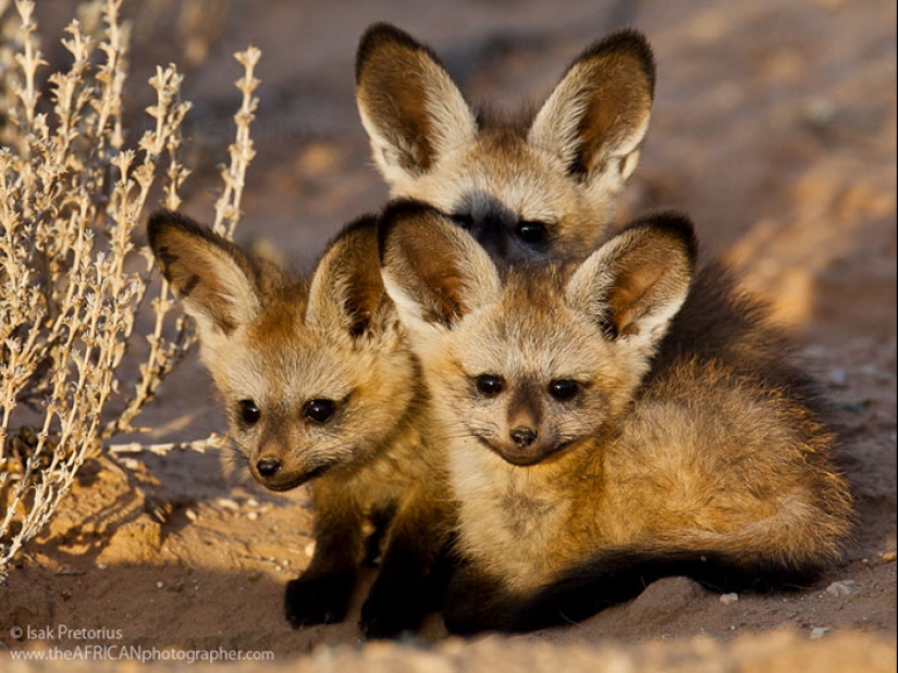 Cubs of rare animals that you have hardly seen Cubs of rare animals that you have hardly seen