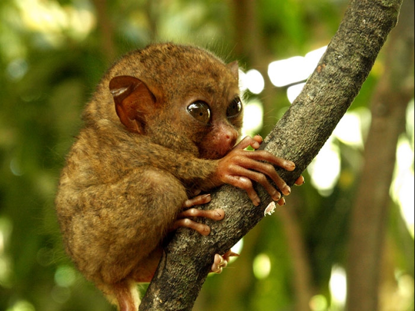 Cubs of rare animals that you have hardly seen Cubs of rare animals that you have hardly seen