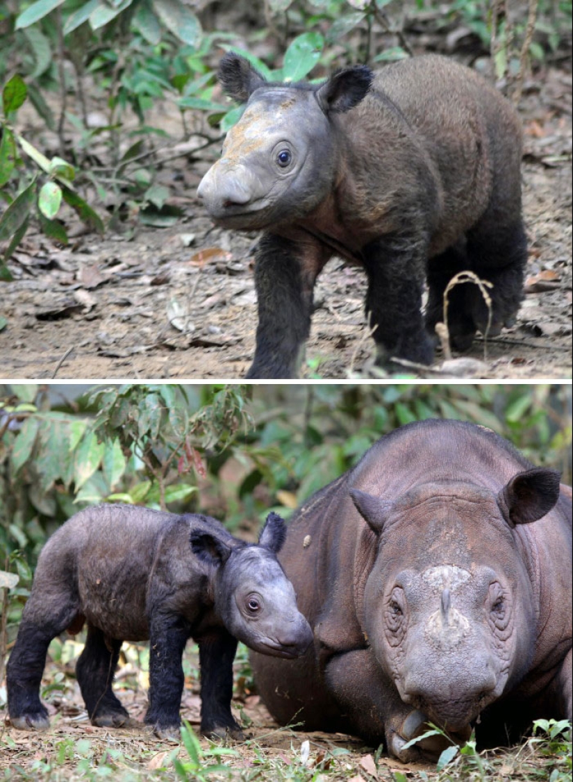 Cubs of rare animals that you have hardly seen Cubs of rare animals that you have hardly seen