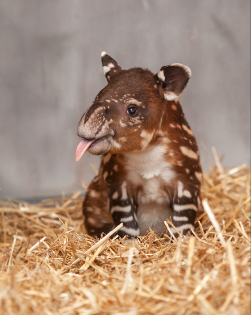 Cubs of rare animals that you have hardly seen Cubs of rare animals that you have hardly seen
