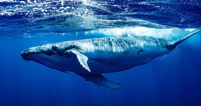 ¿Cuál es el tamaño del corazón de una ballena azul? Destruyendo un mito establecido ¿Cuál es el tamaño del corazón de una ballena azul? Destruyendo un mito establecido