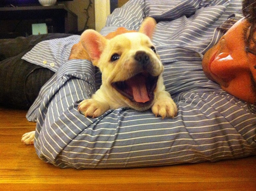 Cute bulldog puppies that will melt your heart