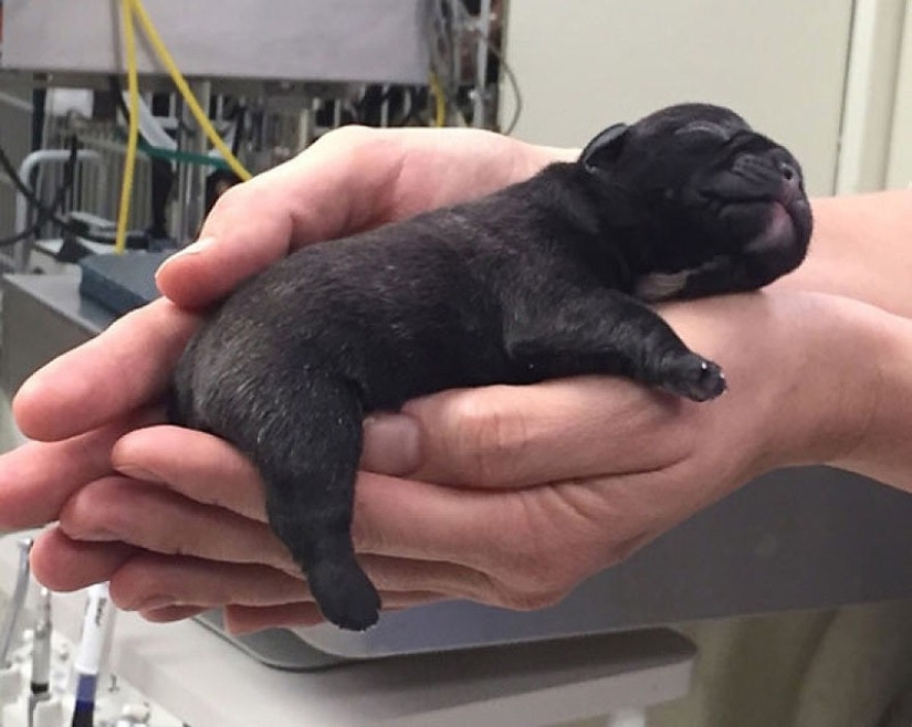 Cute bulldog puppies that will melt your heart