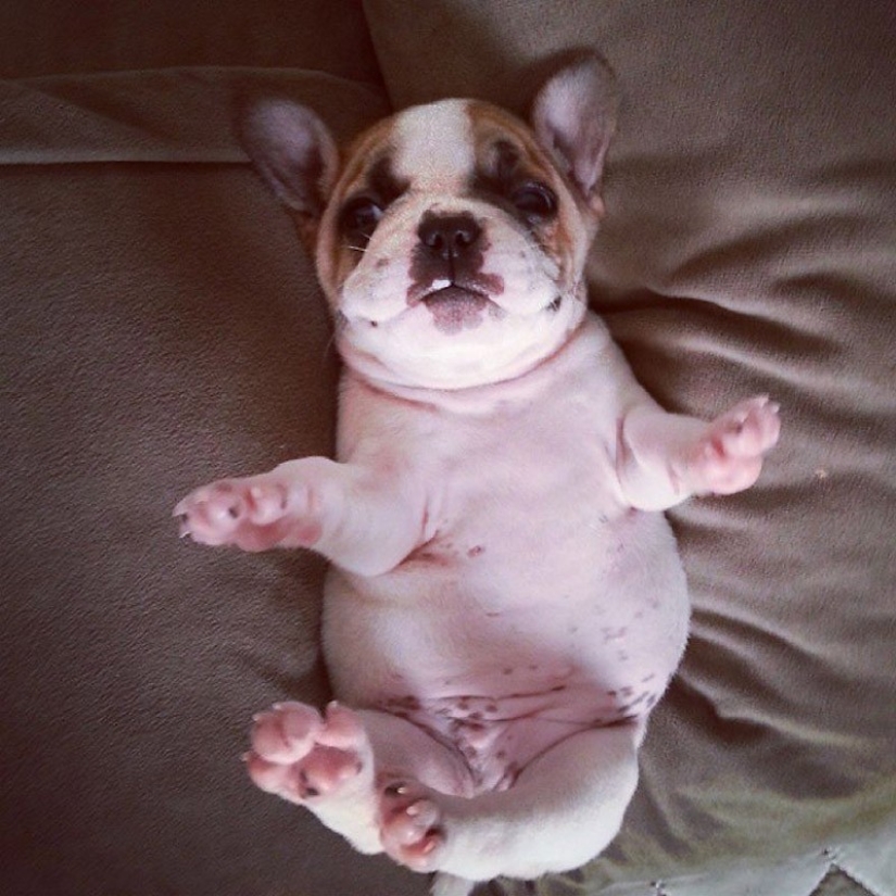 Cute bulldog puppies that will melt your heart