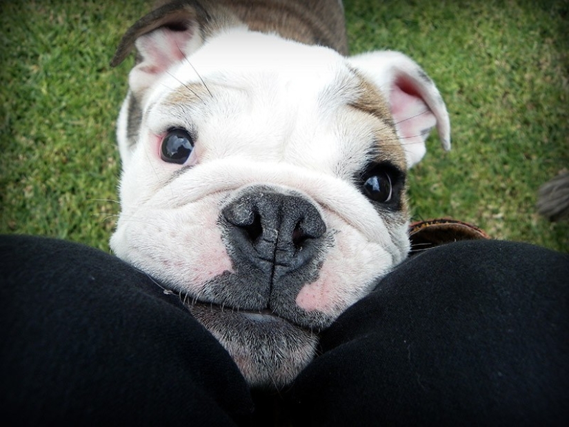 Cute bulldog puppies that will melt your heart