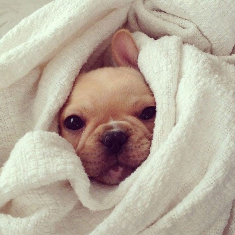 Cute bulldog puppies that will melt your heart