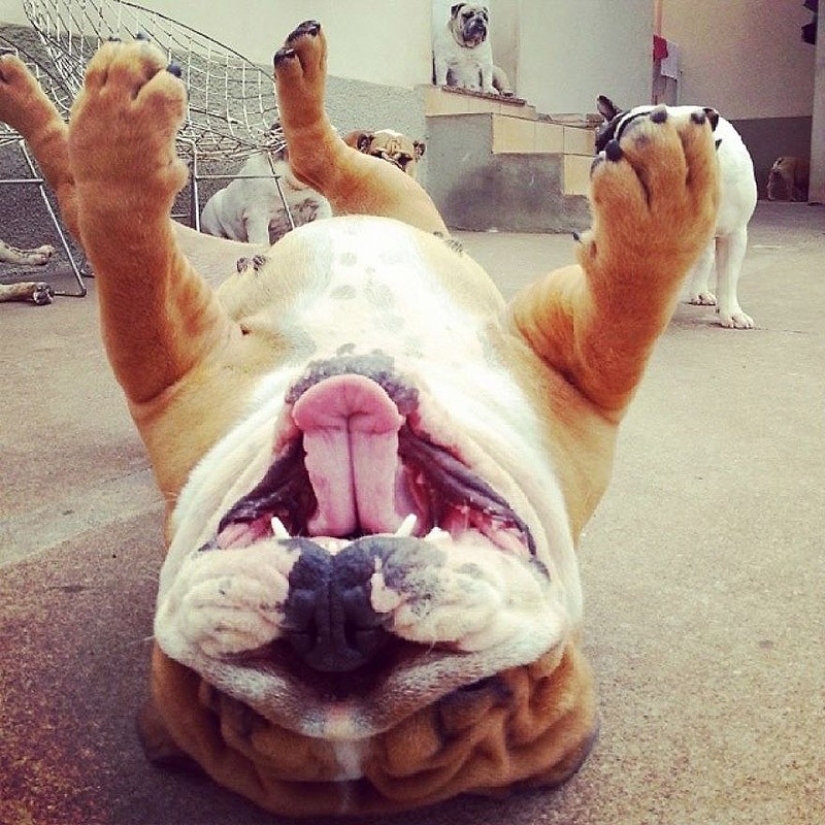 Cute bulldog puppies that will melt your heart