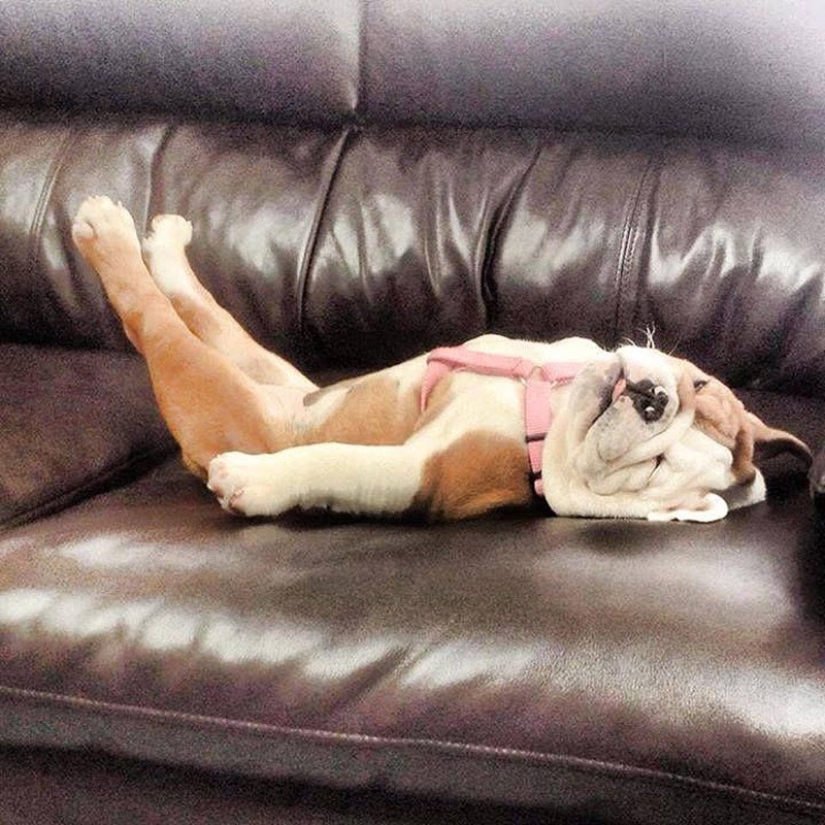 Cute bulldog puppies that will melt your heart