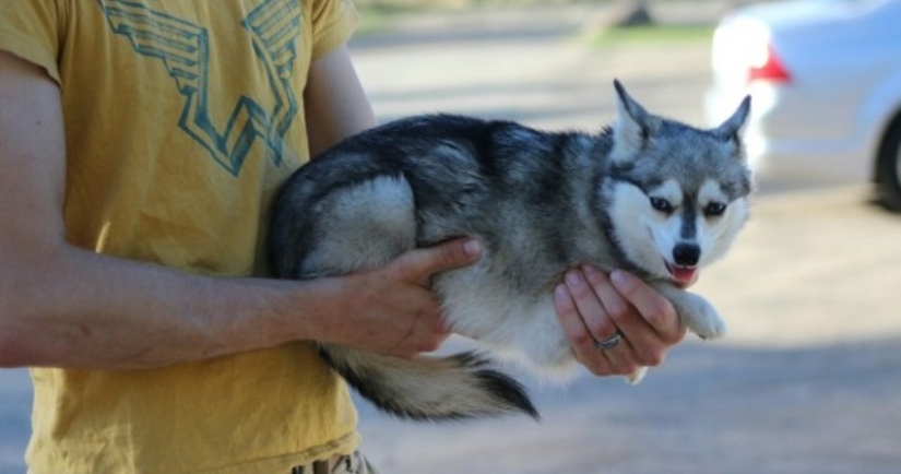 Cute kli-kai - miniature huskies living in Alaska Cute kli-kai - miniature huskies living in Alaska