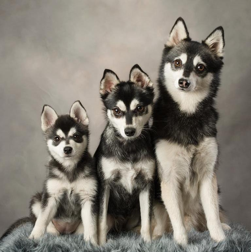 Cute kli-kai - miniature huskies living in Alaska Cute kli-kai - miniature huskies living in Alaska