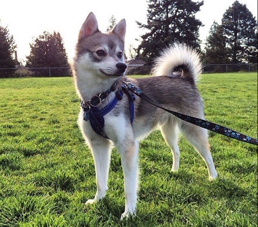 Cute kli-kai - miniature huskies living in Alaska Cute kli-kai - miniature huskies living in Alaska