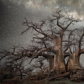 "Diamond Nights" by photographer Beth Moon - old trees under the starry sky "Diamond Nights" by photographer Beth Moon - old trees under the starry sky