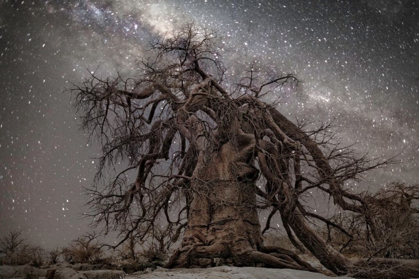 "Diamond Nights" by photographer Beth Moon - old trees under the starry sky "Diamond Nights" by photographer Beth Moon - old trees under the starry sky