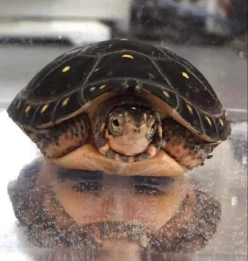 Did it seem? 22 photos of things that look like other things Did it seem? 22 photos of things that look like other things