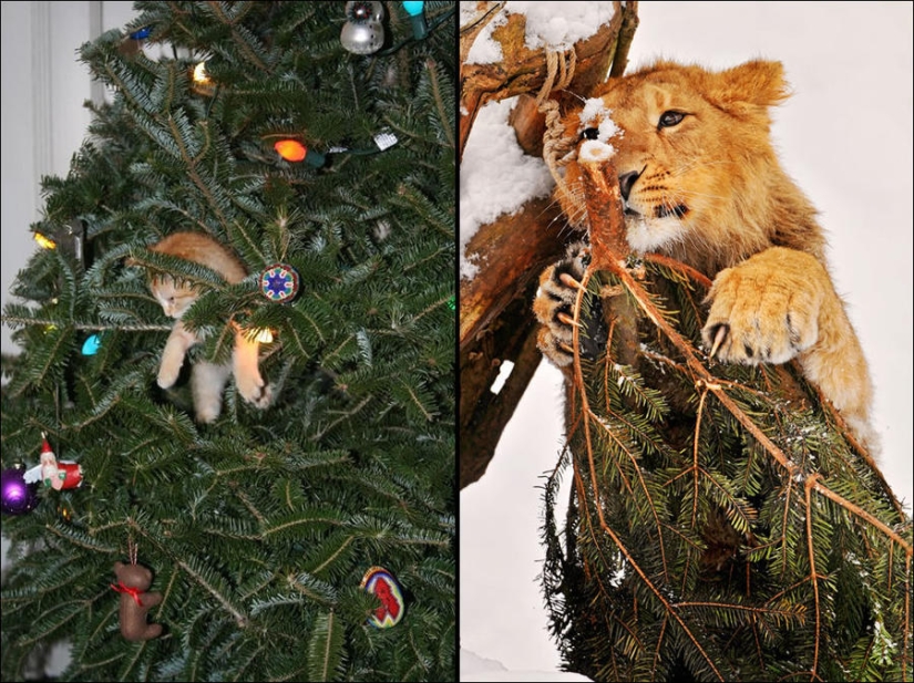 Did you put up a Christmas tree for the cat?