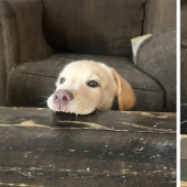 Dogs subaki: these funny critters will cheer you up! Dogs subaki: these funny critters will cheer you up!