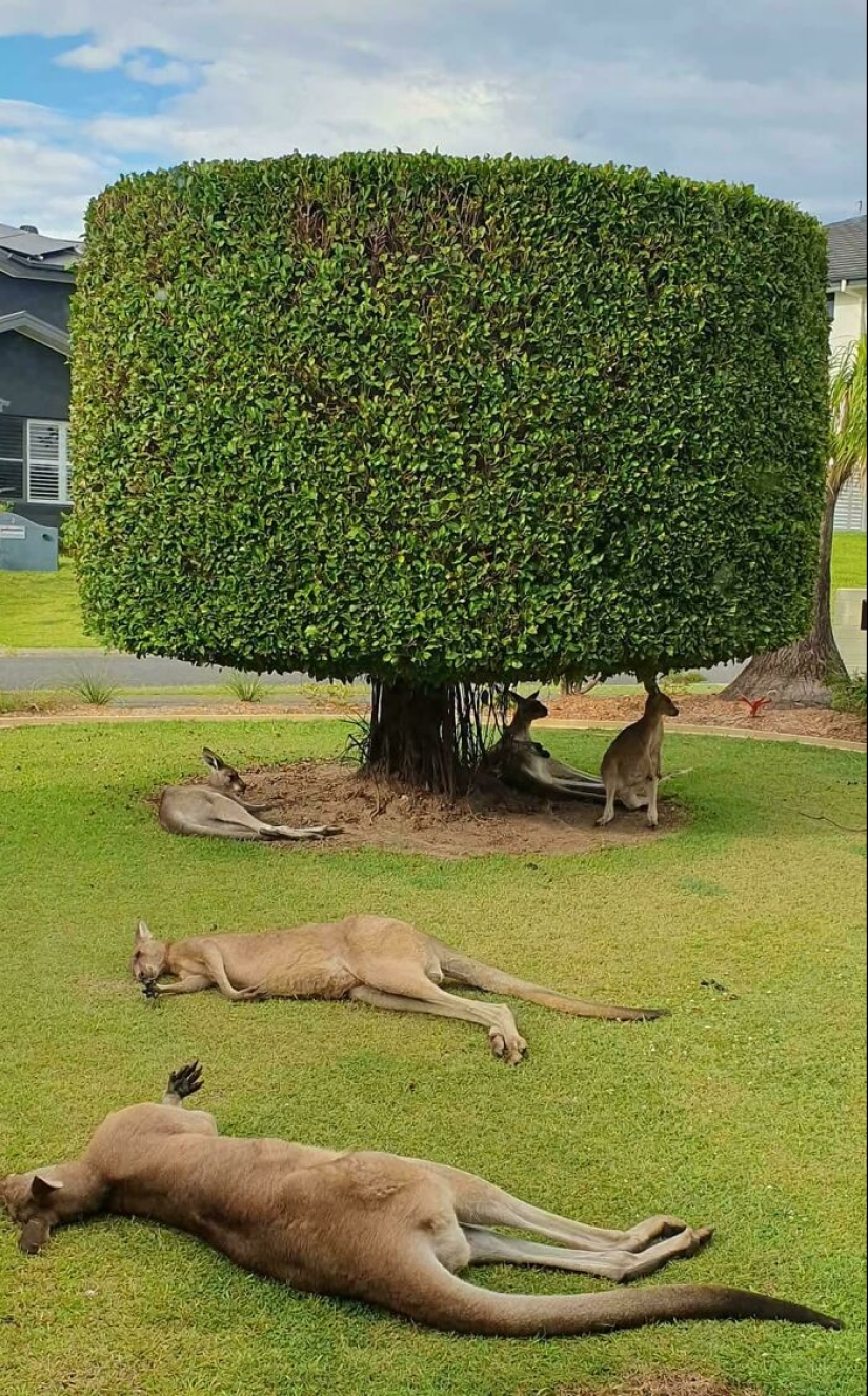 Down Under Wonders: 12 Uniquely Australian Things To Crack You Up Down Under Wonders: 12 Uniquely Australian Things To Crack You Up