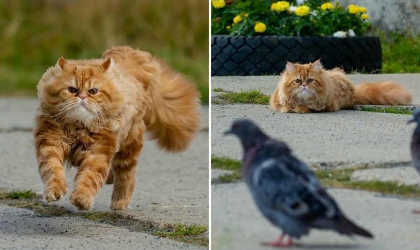 Dramatic story of cat whiskers, which could not Dramatic story of cat whiskers, which could not