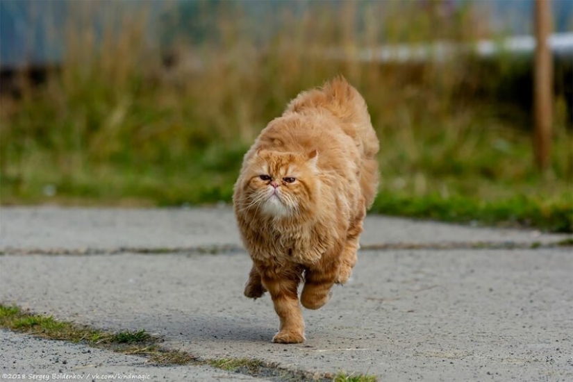 Dramatic story of cat whiskers, which could not Dramatic story of cat whiskers, which could not
