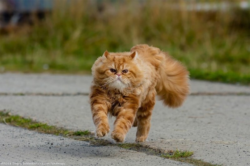 Dramatic story of cat whiskers, which could not Dramatic story of cat whiskers, which could not