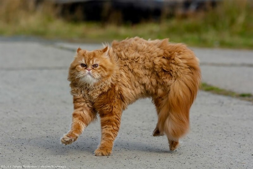 Dramatic story of cat whiskers, which could not Dramatic story of cat whiskers, which could not