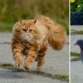 Dramatic story of cat whiskers, which could not