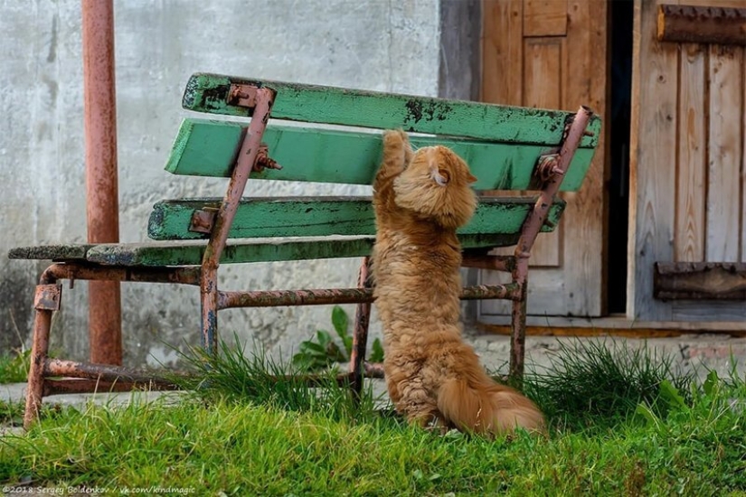 Dramatic story of cat whiskers, which could not Dramatic story of cat whiskers, which could not