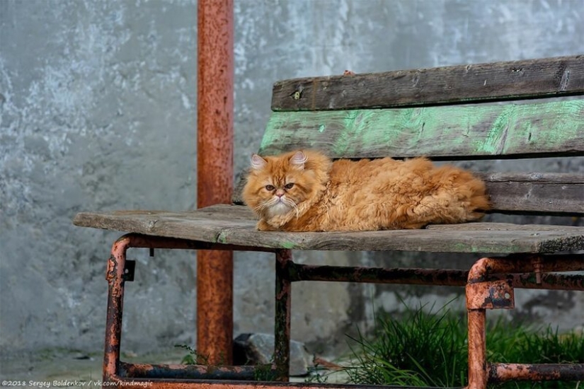 Dramatic story of cat whiskers, which could not Dramatic story of cat whiskers, which could not