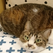 El misterio del gato de dos cabezas y otras maravillas de la artesana japonesa