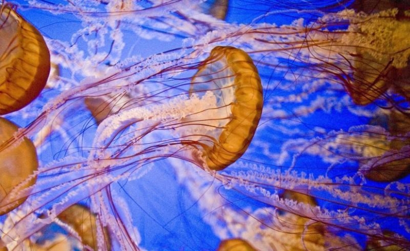 El más hermoso y colorido de las medusas