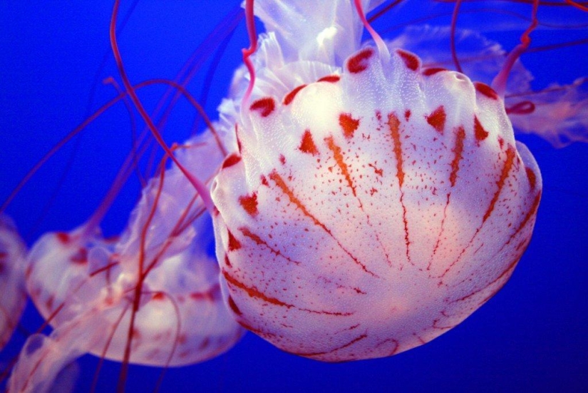El más hermoso y colorido de las medusas