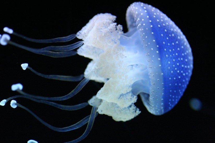 El más hermoso y colorido de las medusas