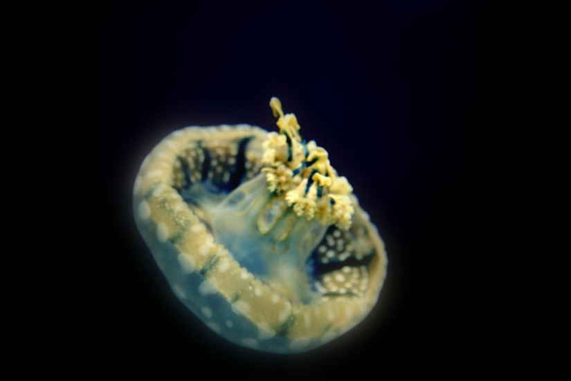 El más hermoso y colorido de las medusas