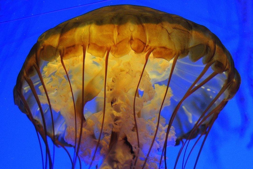 El más hermoso y colorido de las medusas