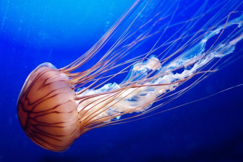 El más hermoso y colorido de las medusas